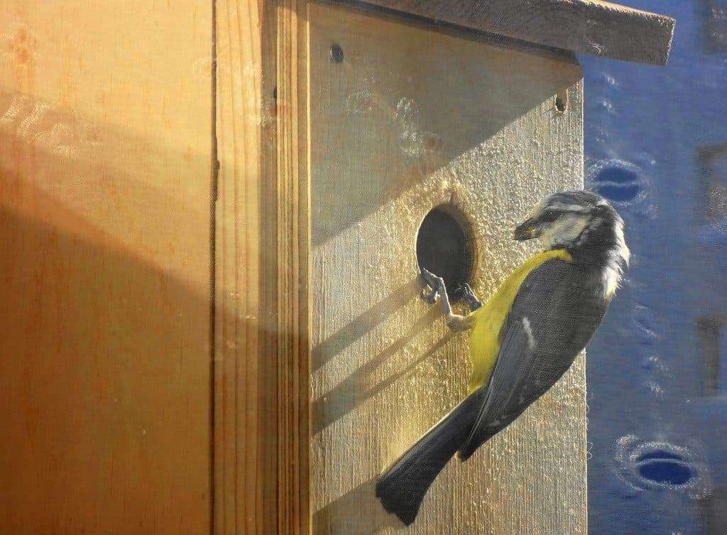 Un oiseau est assis dans un nichoir.